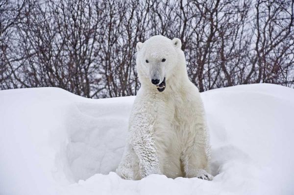 Canada, Churchill Polar bear emerges from den